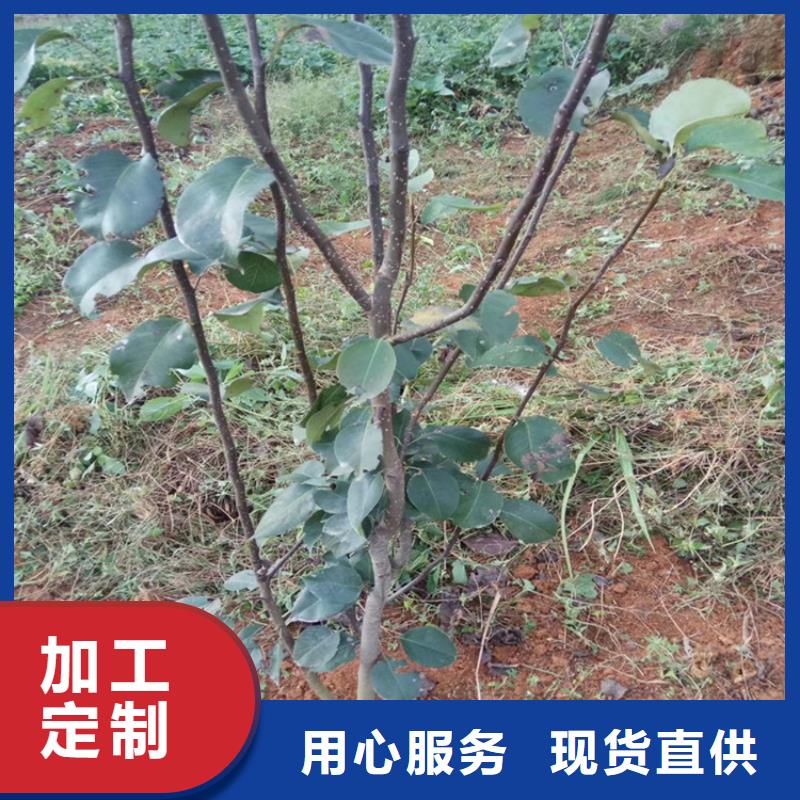 梨树猕猴桃苗品质优良