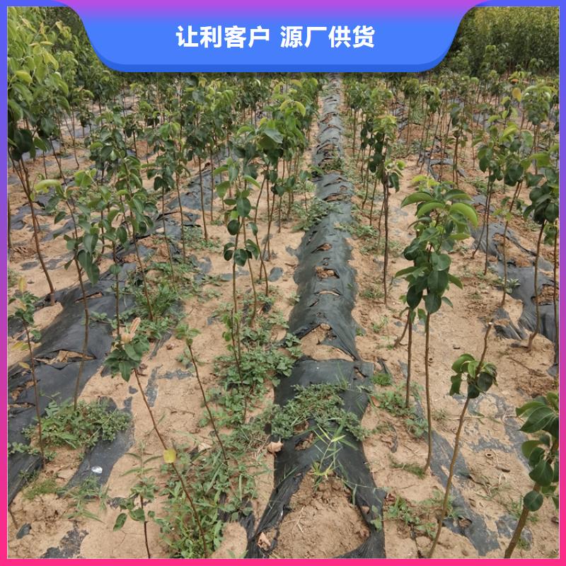 【梨树无花果苗的简单介绍】