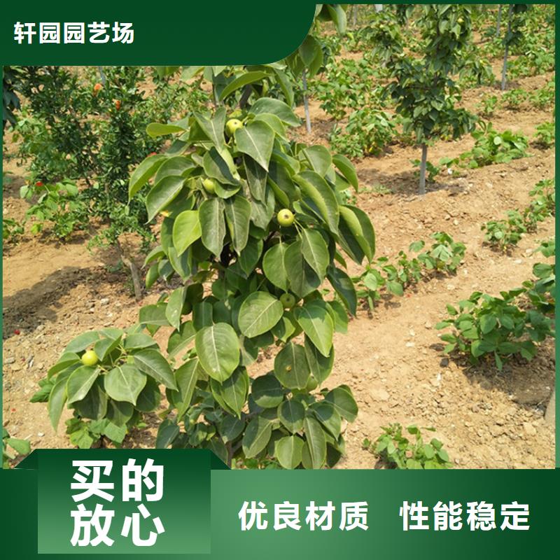 梨树-桃树苗专业信赖厂家