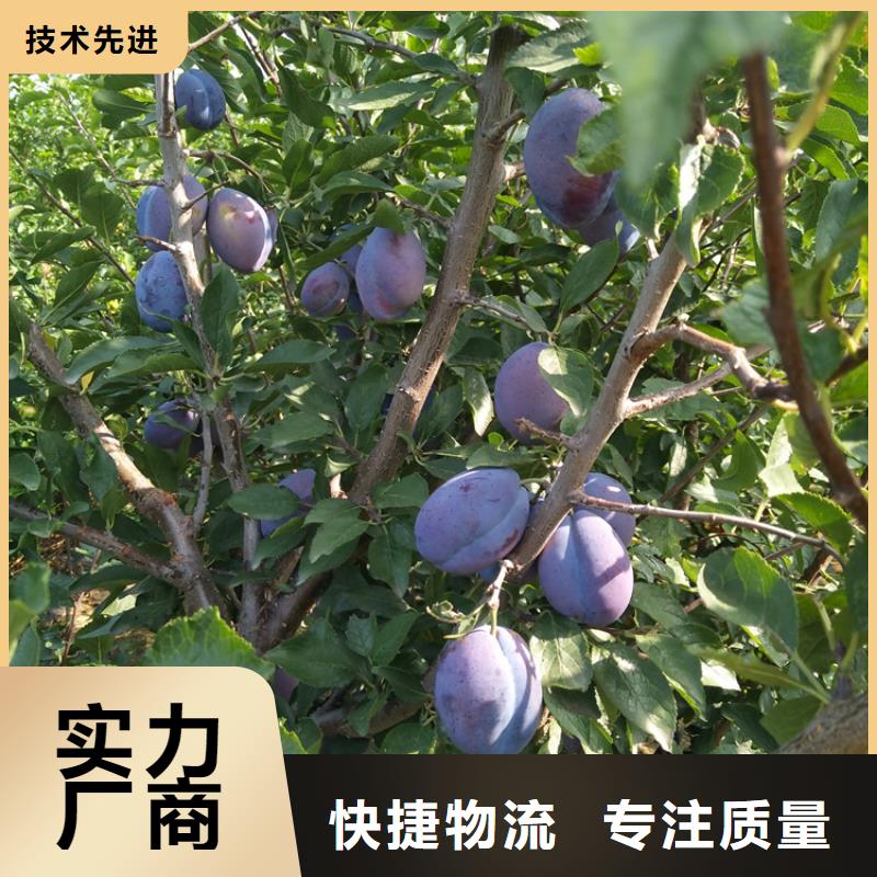 李子-樱桃苗源厂定制