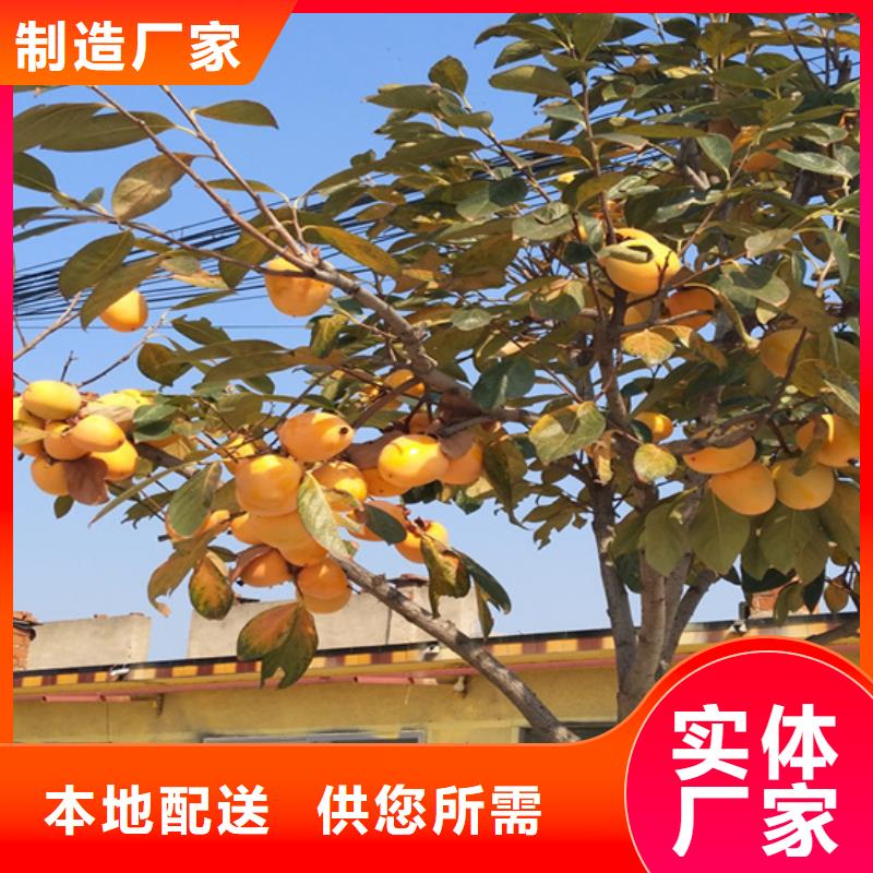柿子梨树苗源头厂家来图定制