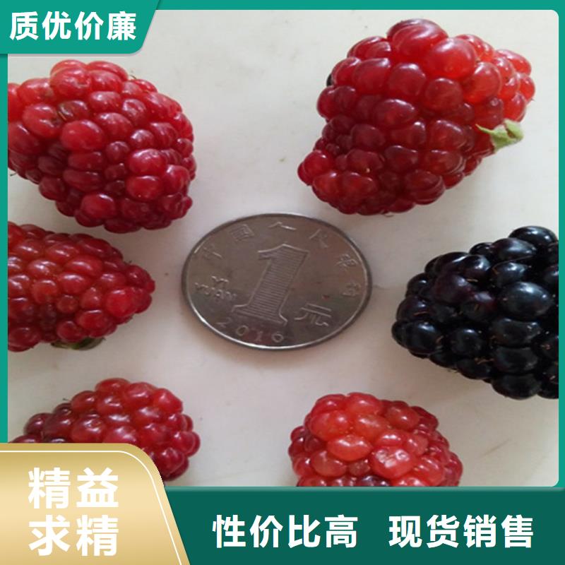 树莓-【嘎啦苹果】用心制作