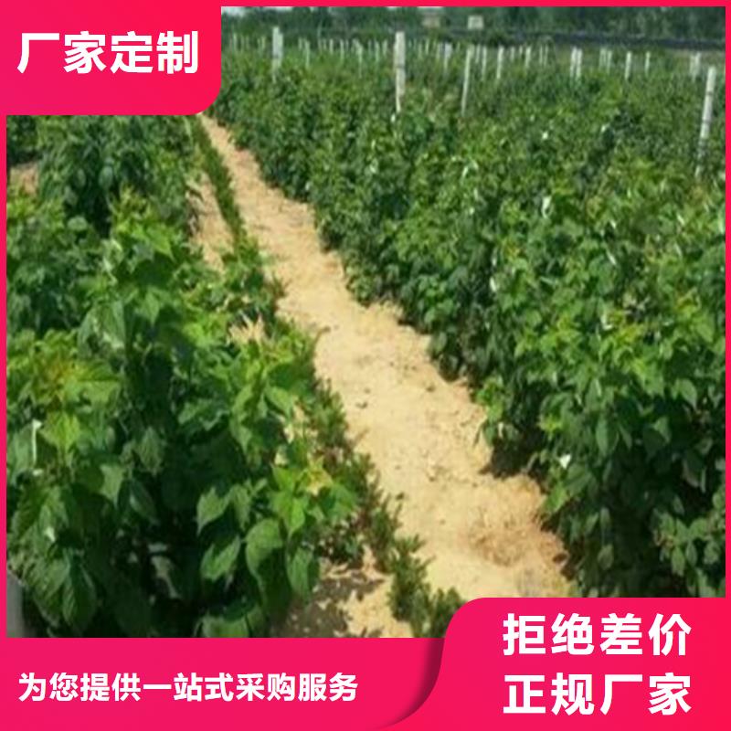 【树莓,苹果苗专业厂家】