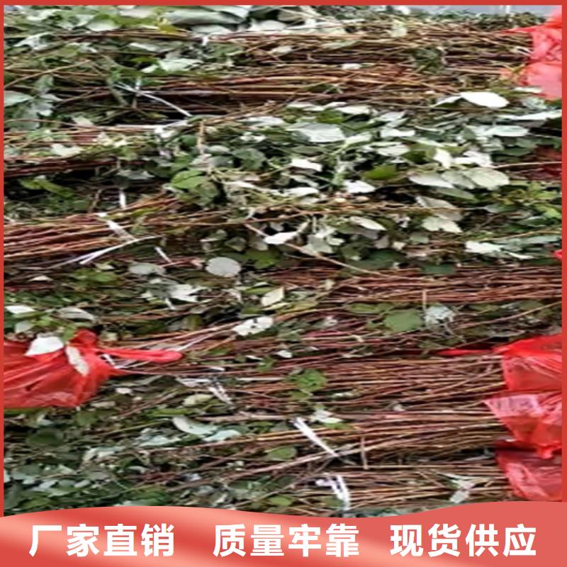 【树莓】 桃树苗现货销售
