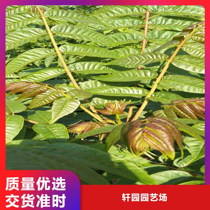 香椿苹果苗实体诚信经营