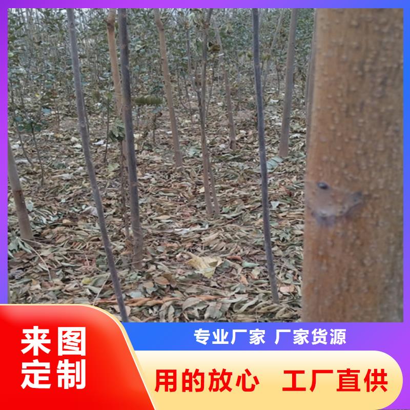 香椿_【苹果苗】匠心制造