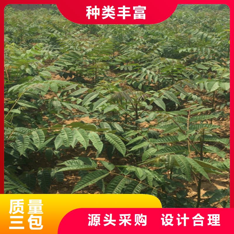 香椿,石榴苗源头厂家供应