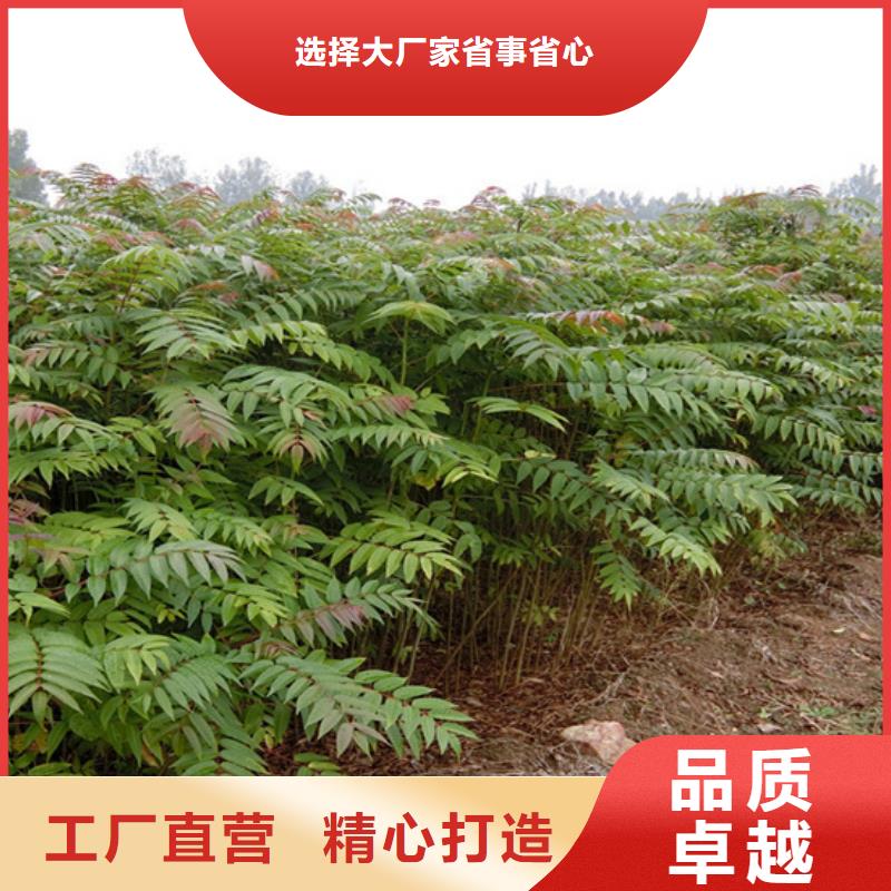 香椿,石榴苗源头厂家供应