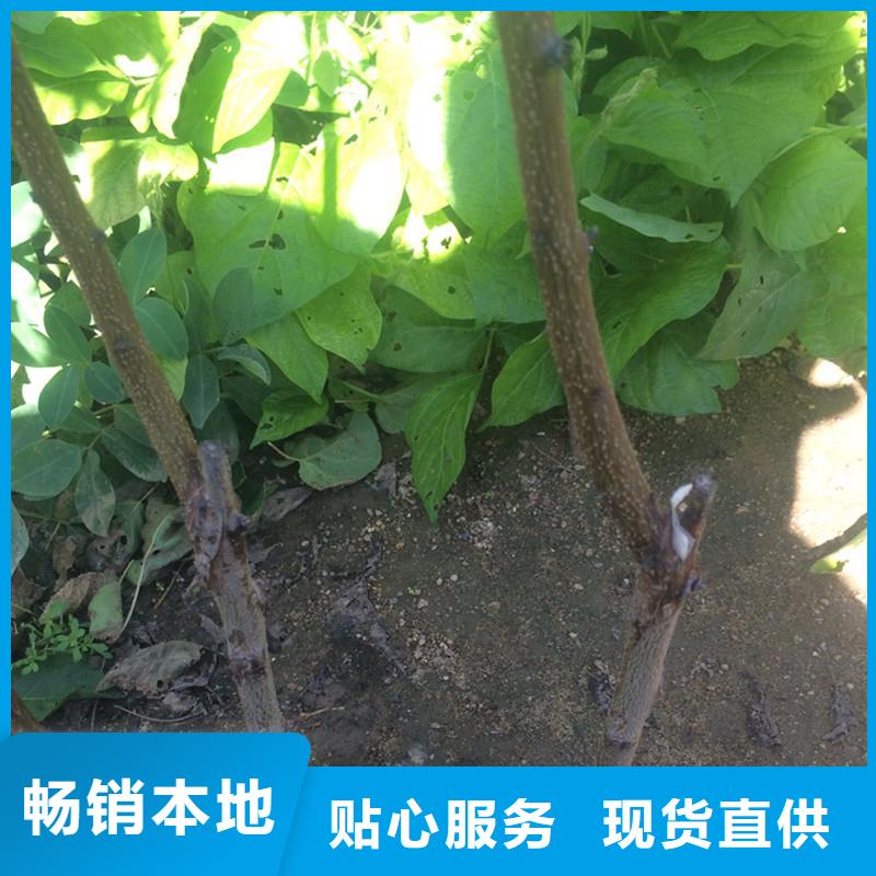 杏樱桃苗规格齐全实力厂家