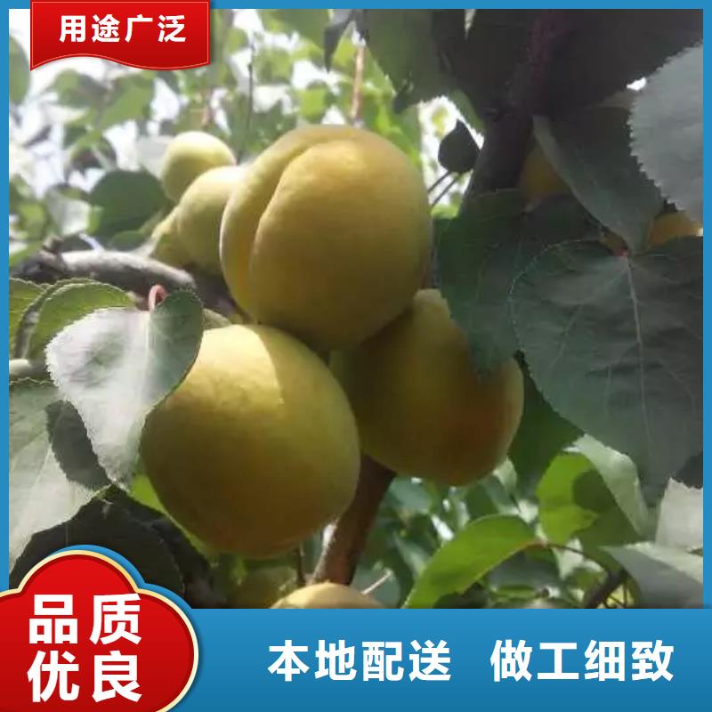 杏樱桃苗规格齐全实力厂家