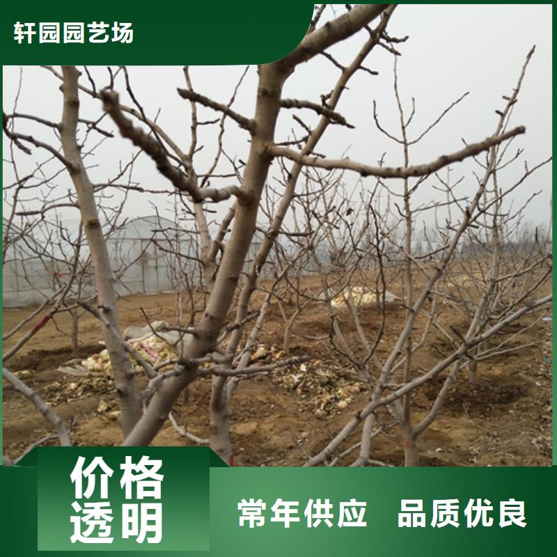 开心果-梨树苗匠心制造
