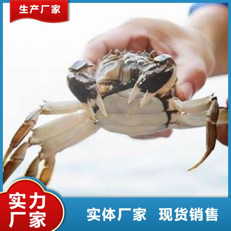 蟹阳澄湖大闸蟹直营店实体厂家支持定制