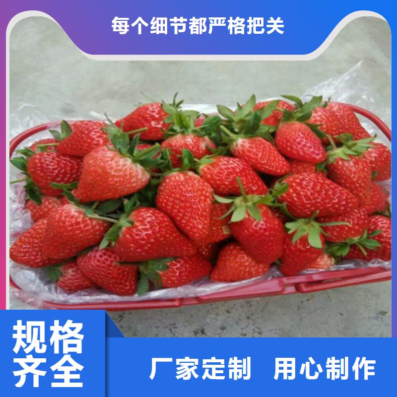 草莓苗-苹果苗品质商家