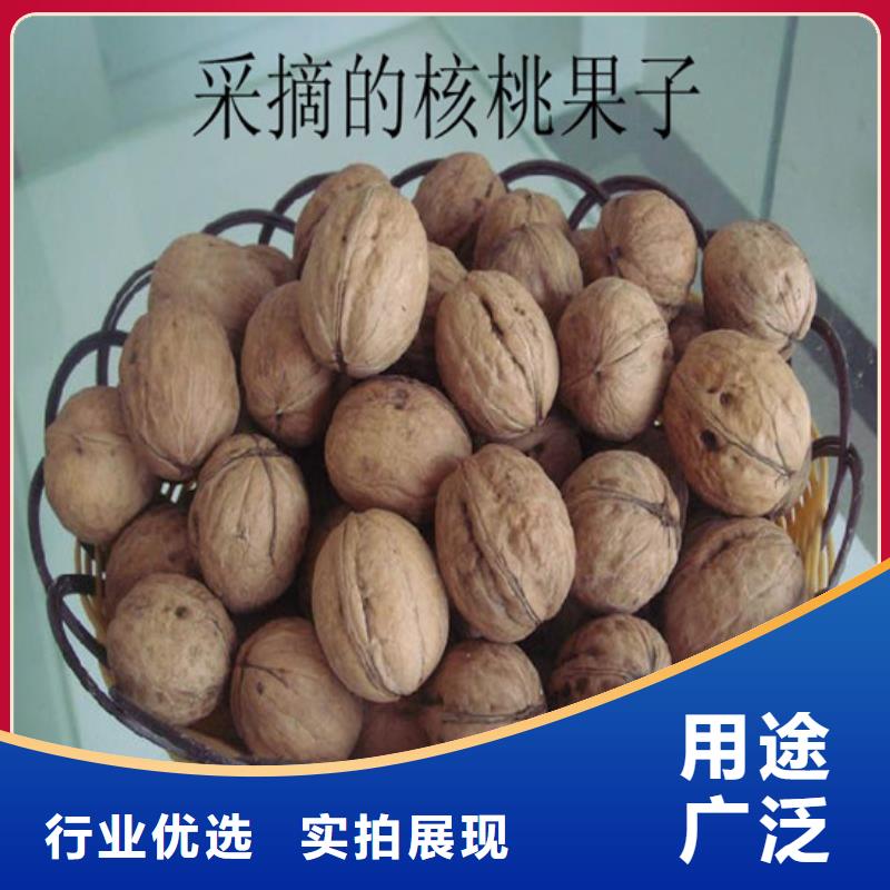 核桃苗果树苗一站式采购商