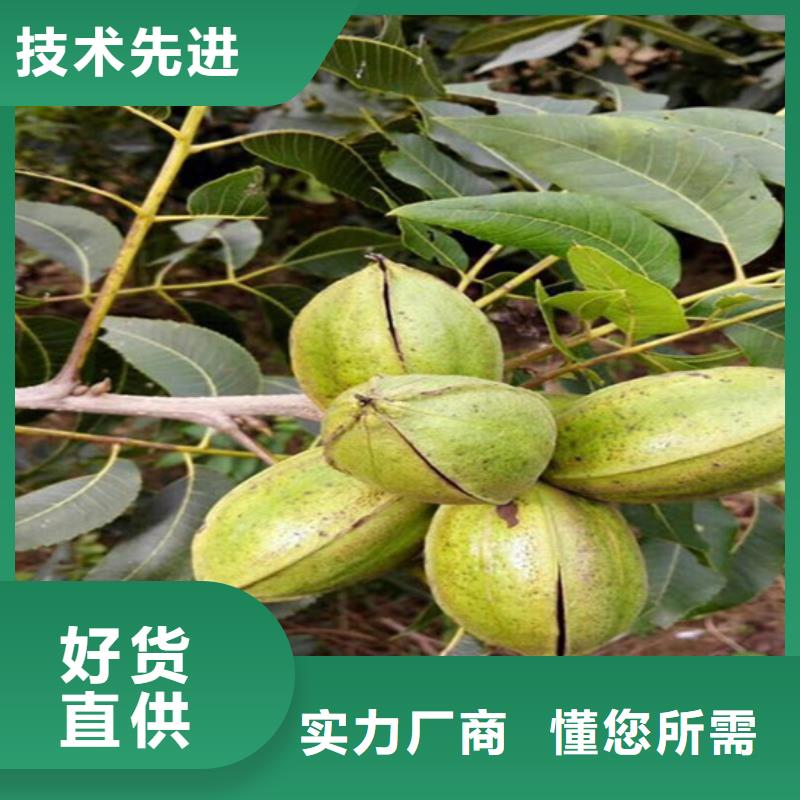 核桃苗黄宝石梨树苗匠心品质