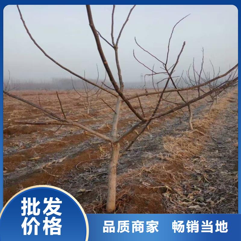 核桃苗 梨树苗基地严格把控每一处细节