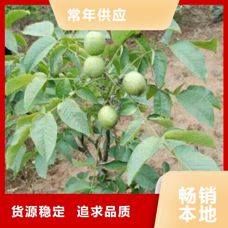 核桃苗果树苗批发基地制造厂家