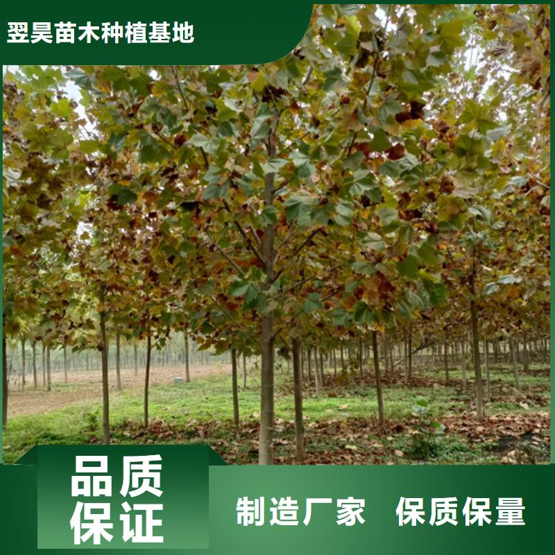 法桐金叶槐专注品质