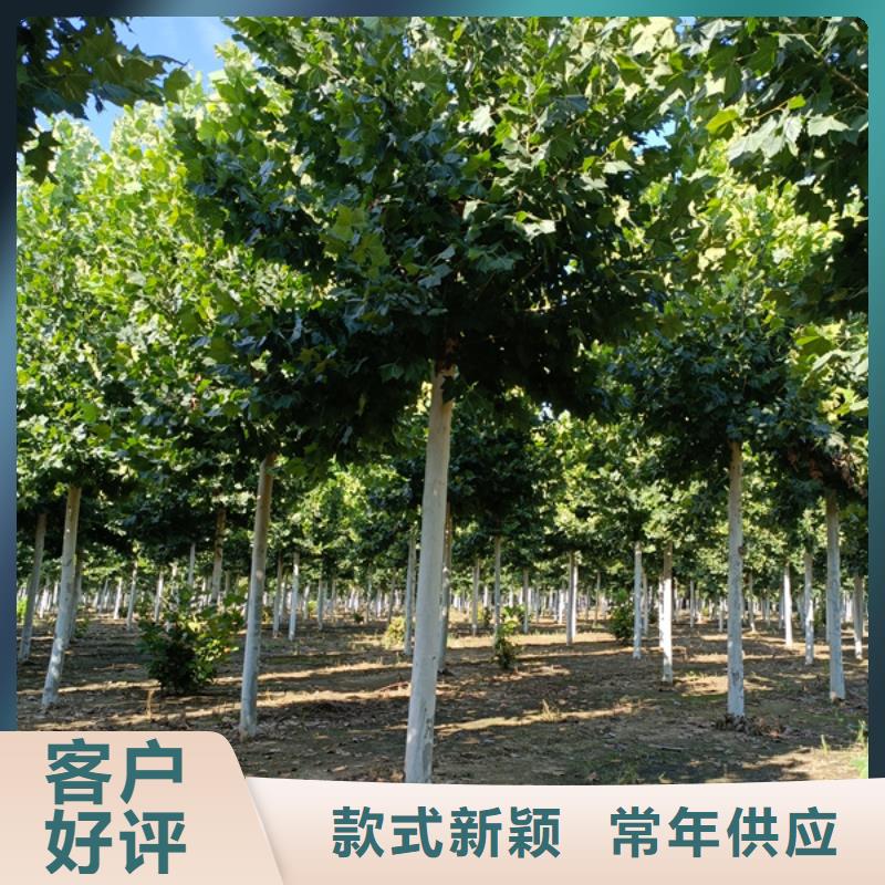 法桐 造型法桐 速生法桐 法桐小苗 -法桐 造型法桐 速生法桐 法桐小苗 经验丰富