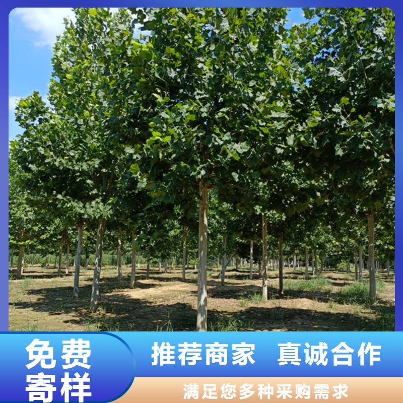 法桐-北京栾好产品有口碑