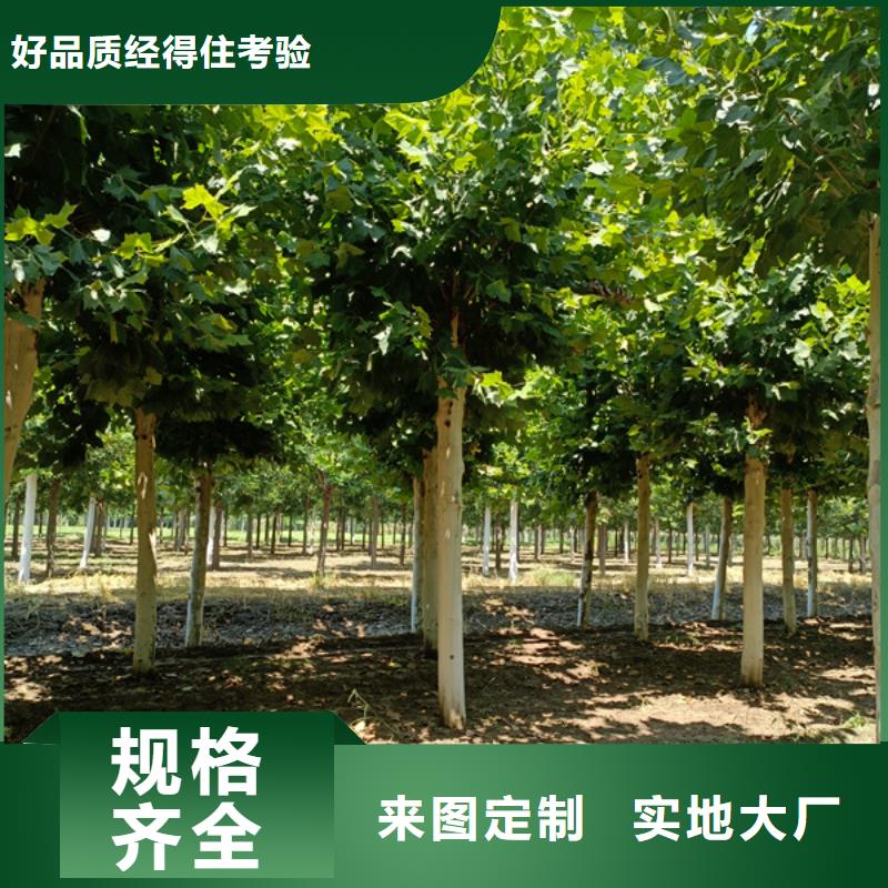 造型法桐价格优惠法桐