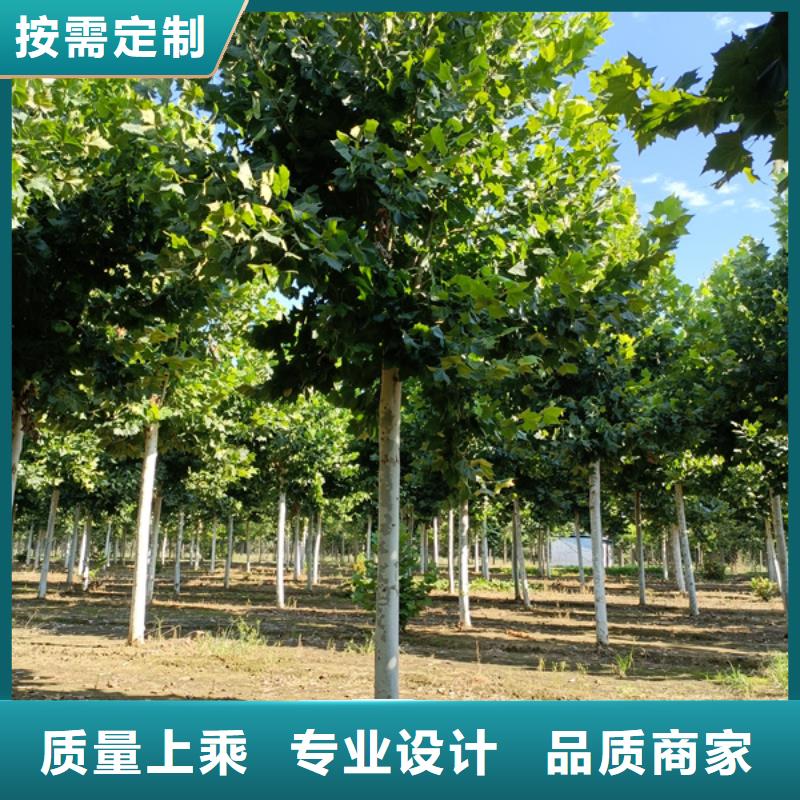 法桐,金叶槐质量可靠