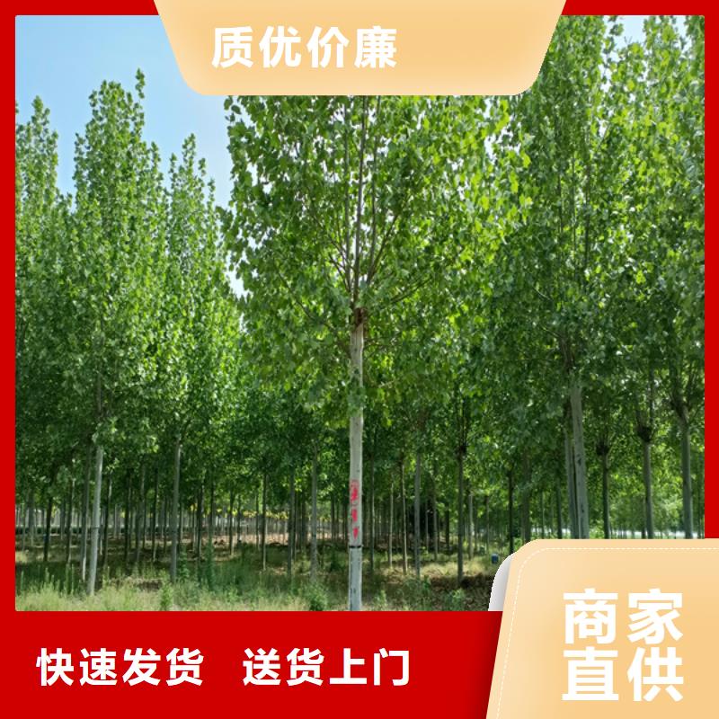 法桐价格价格实惠法桐