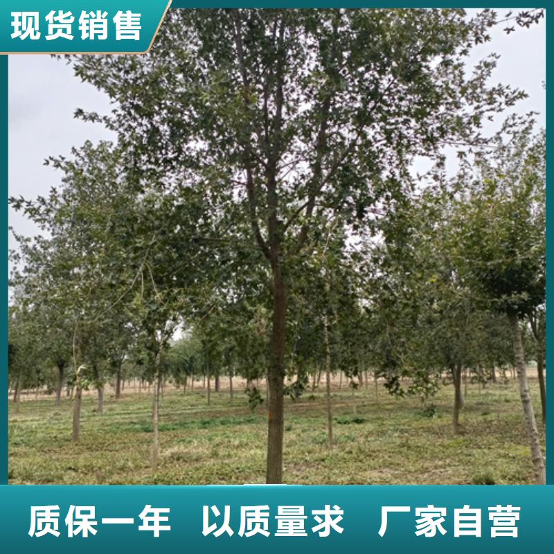 法桐小苗放心购买绿化苗木