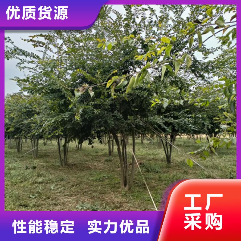 法桐小苗多年老厂