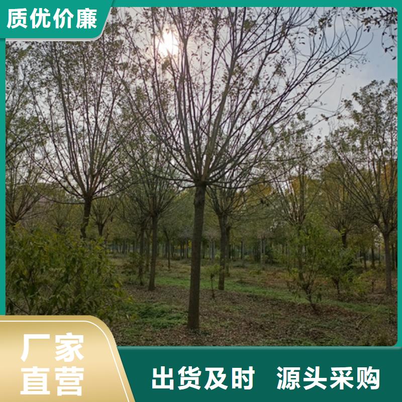 买法桐小苗必看-来电咨询