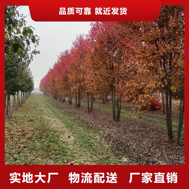 法桐垂丝海棠生产厂家