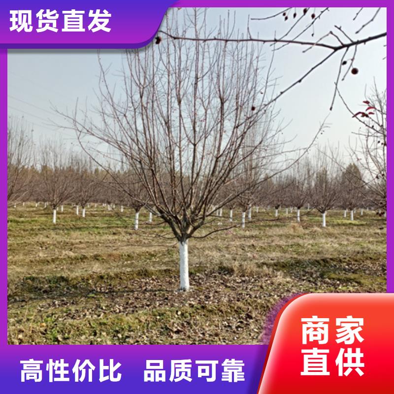 法桐价格基地绿化苗木