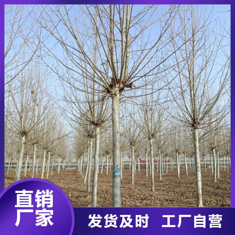 法桐美国红枫厂家货源