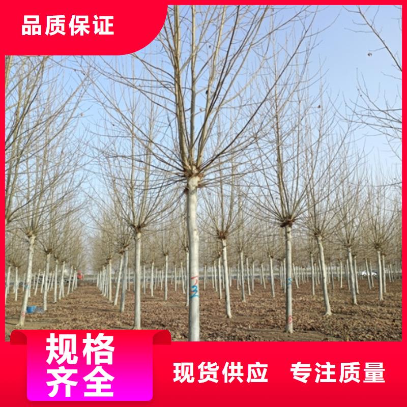 法桐行情远销各地