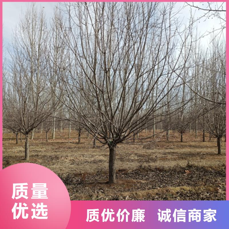 法桐美国红枫源头厂家来图定制