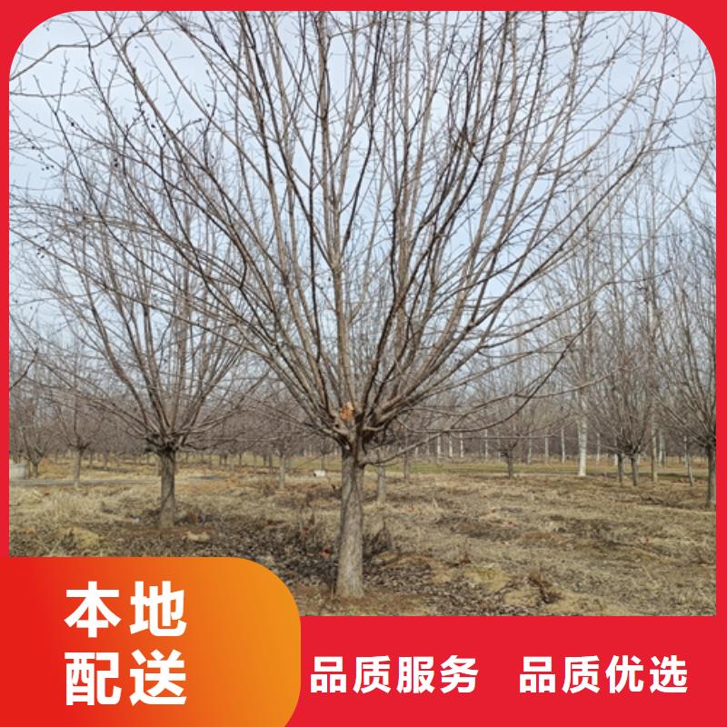 法桐小苗设计施工