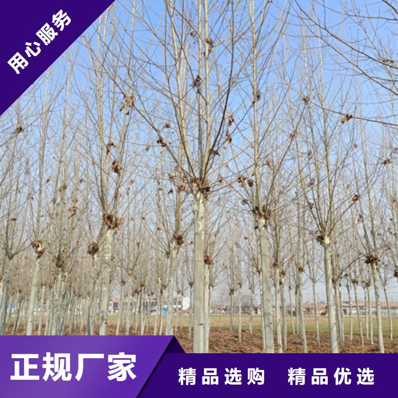 法桐金叶白蜡N年大品牌