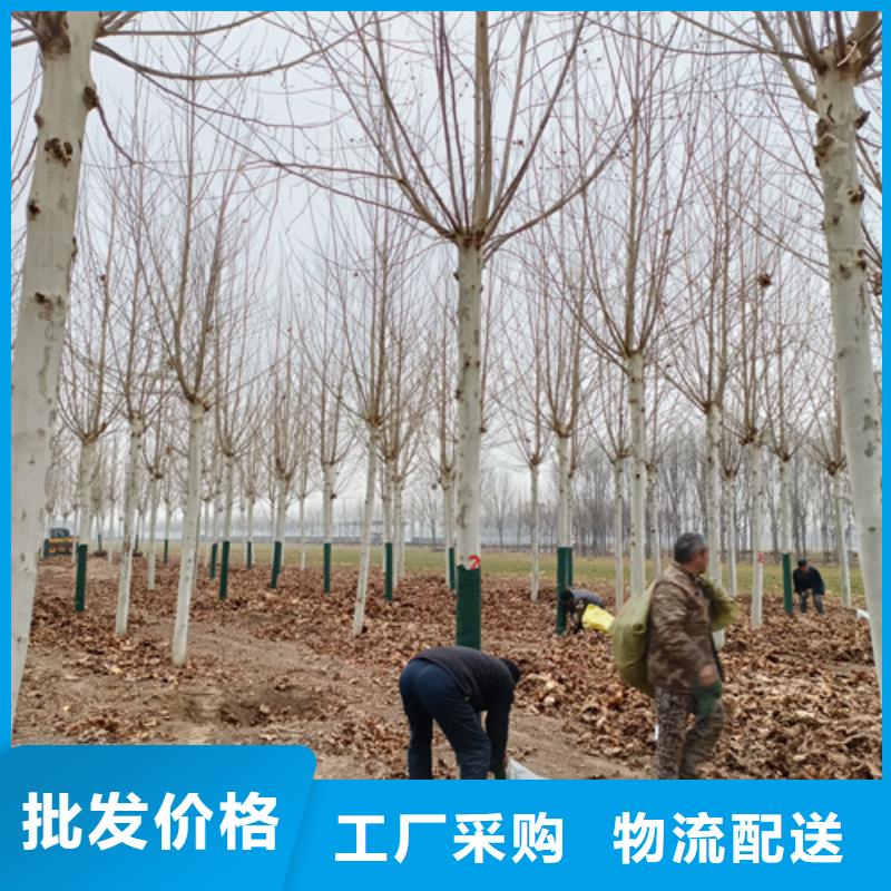 造型法桐放心购买绿化乔木
