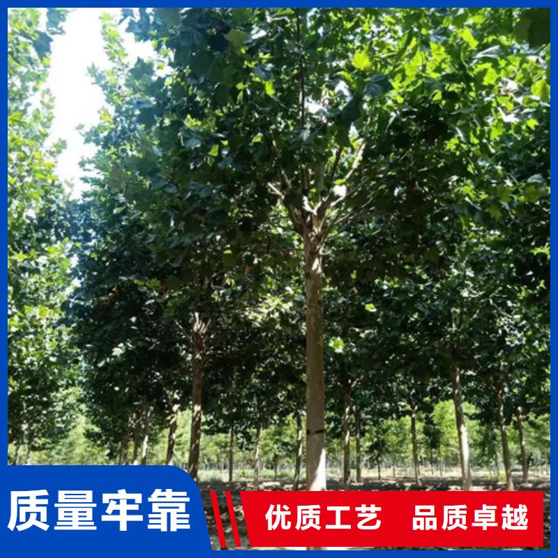 法桐小苗货源充足苗木基地