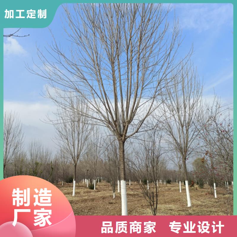 法桐价格优惠苗木基地