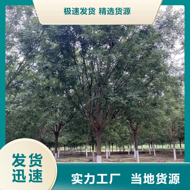 造型法桐企业-让您放心