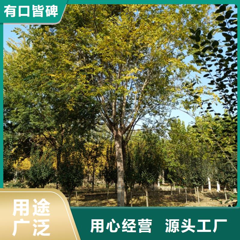 法桐行情远销各地