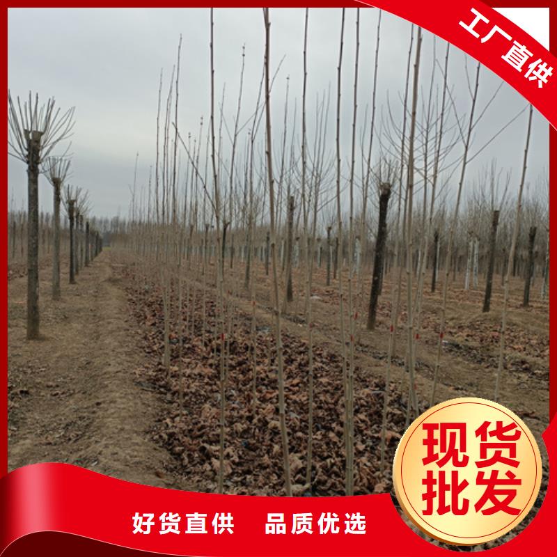 法桐行情自有工厂