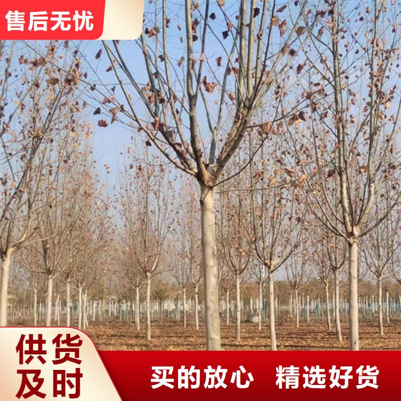 法桐_金叶复叶槭真材实料加工定制