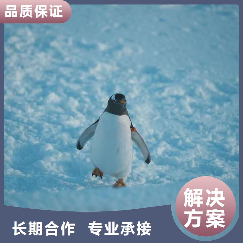 2025质量可靠##巴布亚企鹅##厂家批发