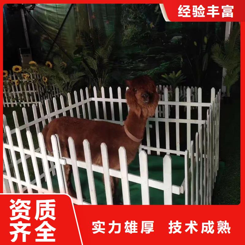 马戏团出租表演