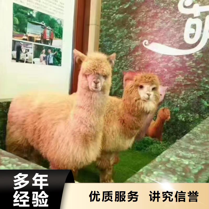 马戏团/羊驼【美人鱼出租演出】先进的技术