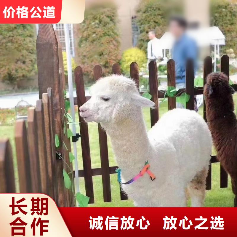 马戏团/羊驼 出租羊驼技术精湛