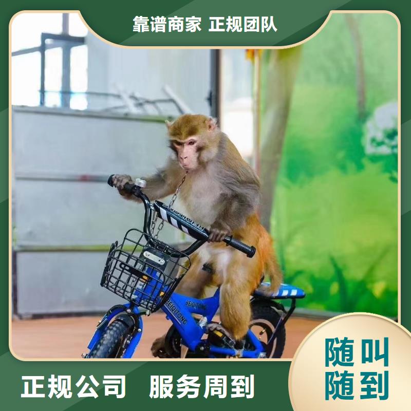 大飞轮表演出租一手资源