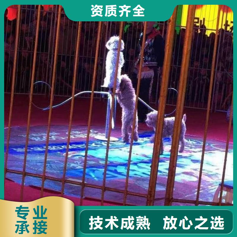 哪有出租羊驼的一手资源